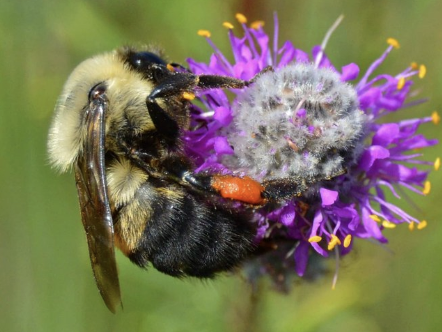 Bee a pollinator: Helping save Boulder's native insects and birds